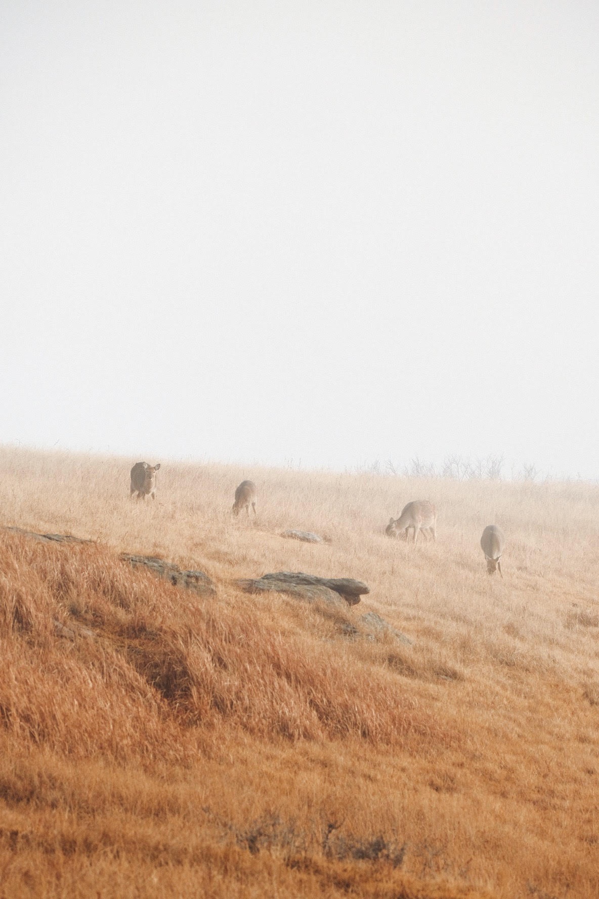 cắm trại ảnh 5 cam trai anh 5