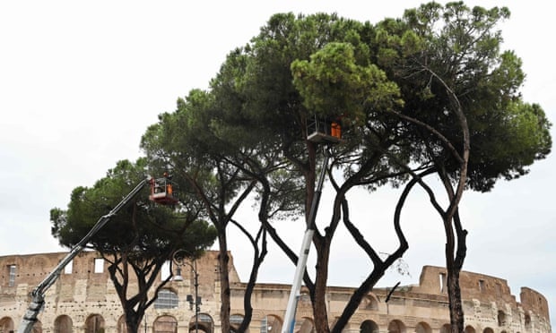 Chi hon nua trieu USD de giai cuu nhung cay thong du hinh anh