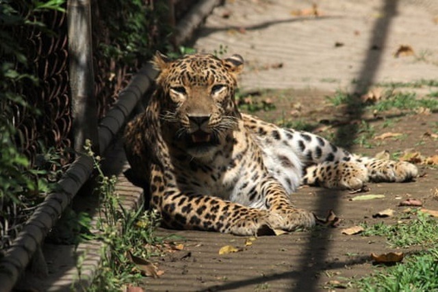 Trung Quoc tha 100 con ga de san lung bao song chuong hinh anh