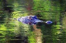 Nguoi dan ong My tay khong chien dau voi ca sau de cuu cho cung hinh anh