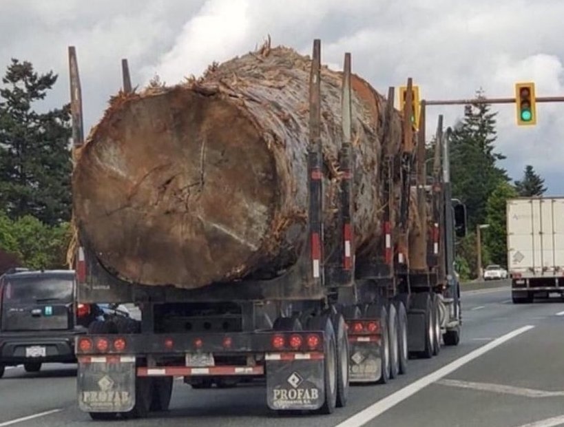 Buc anh bat ngo thu hut su quan tam khap toan cau hinh anh