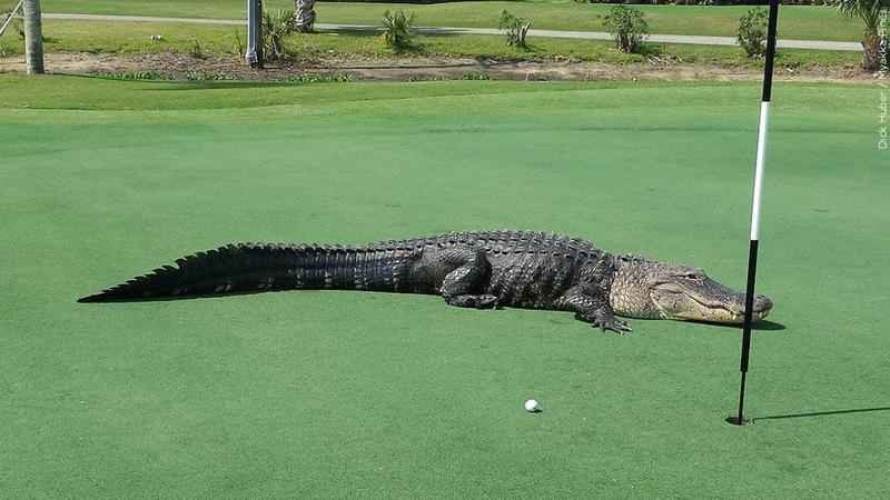 nem ca sau len mai nha anh 1