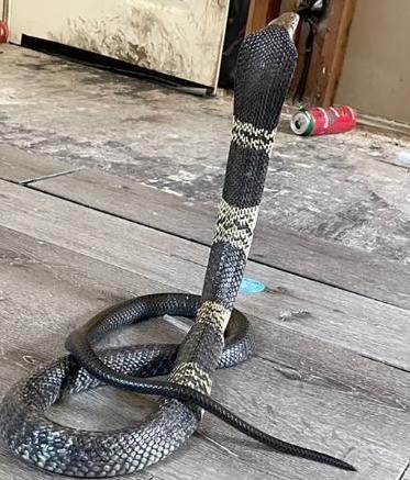 Ran ho mang Tay Phi song chuong anh 1