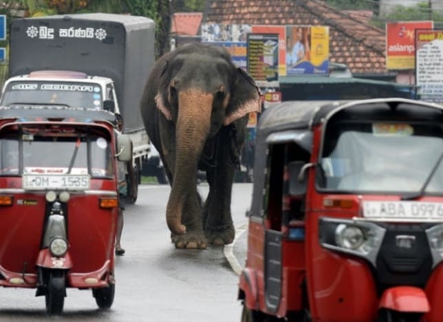 Sri Lanka cam nguoi say ruou cuoi voi hinh anh