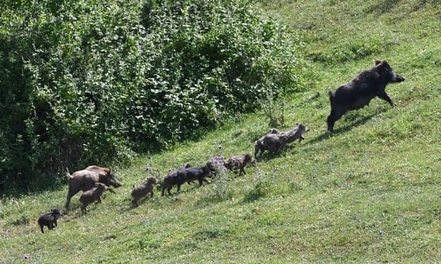 Lon rung xam chiem thanh pho Italy anh 1