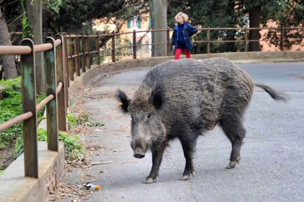 Thi truong Rome buc xuc vi lon rung tran vao thanh pho hinh anh