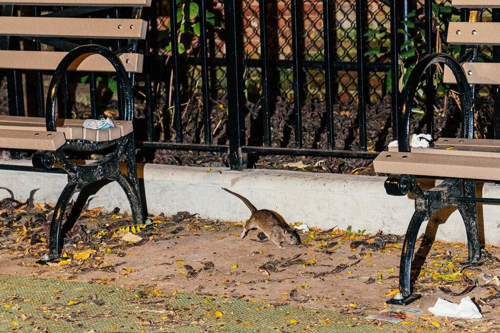 dich chuot o New York anh 2