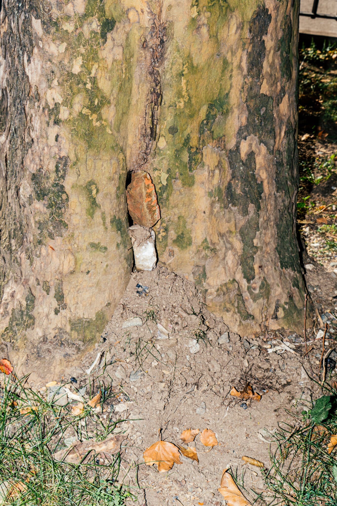 dich chuot o New York anh 4