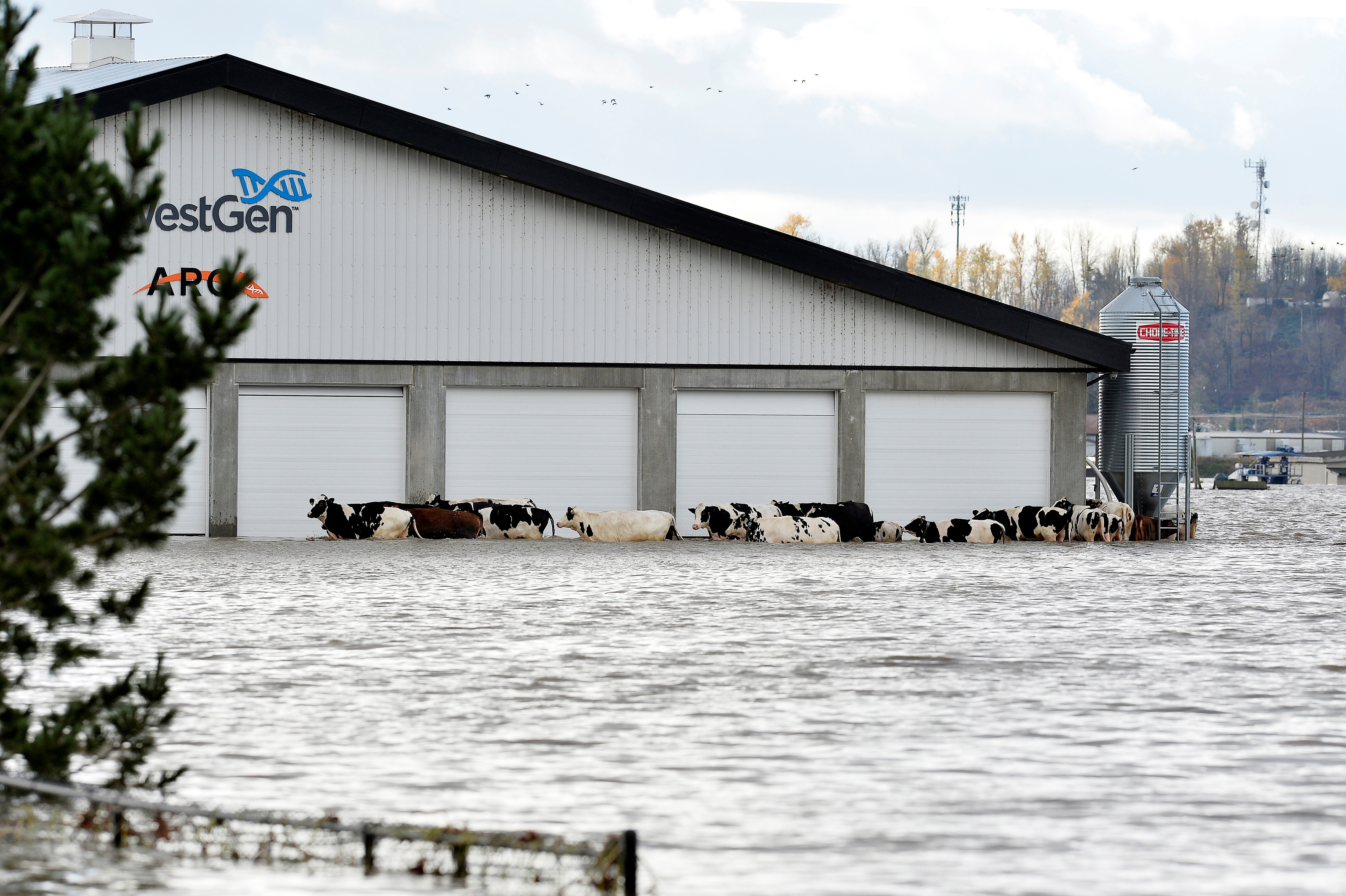 Canada,  lu lut,  mua lon,  sieu thi,  tich tru hang hoa,  thien tai,  British Columbia anh 6