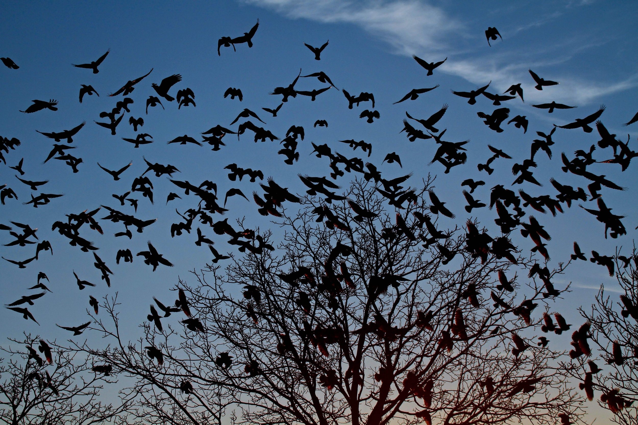 Qua tran ngap thanh pho o California hinh anh