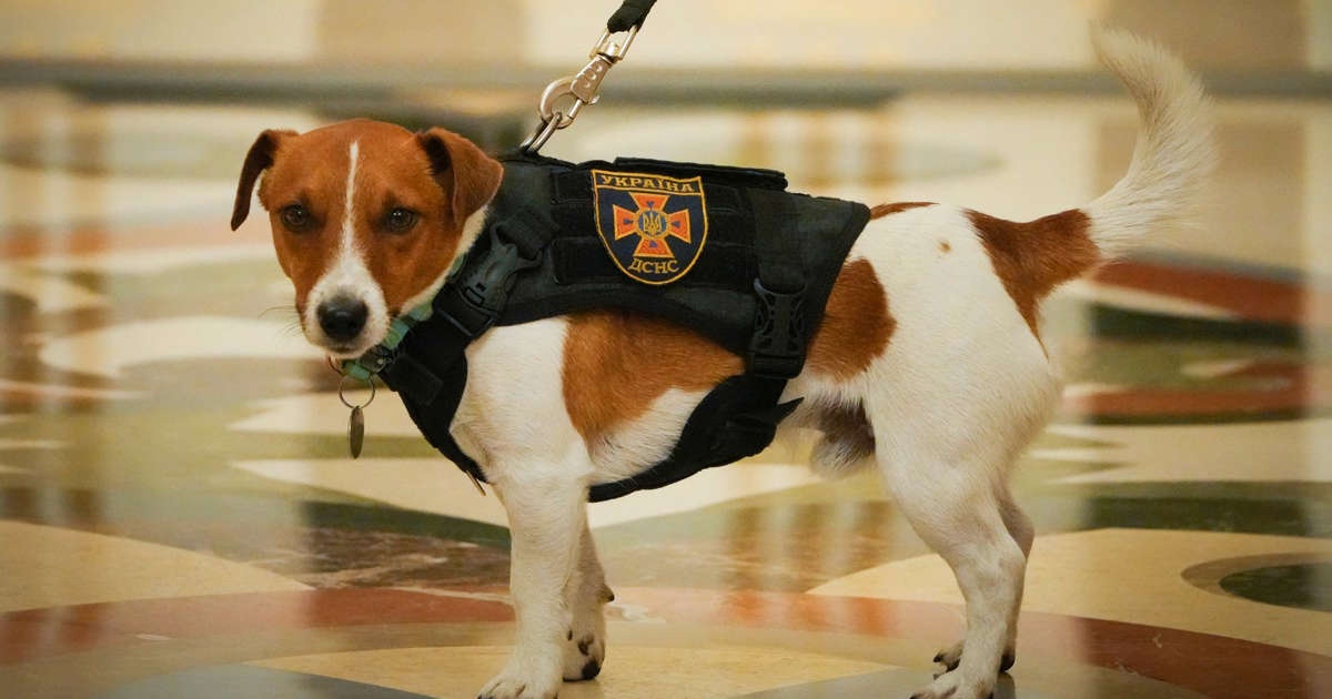 Tong thong Zelensky trao huan chuong cho cho do min Patron hinh anh