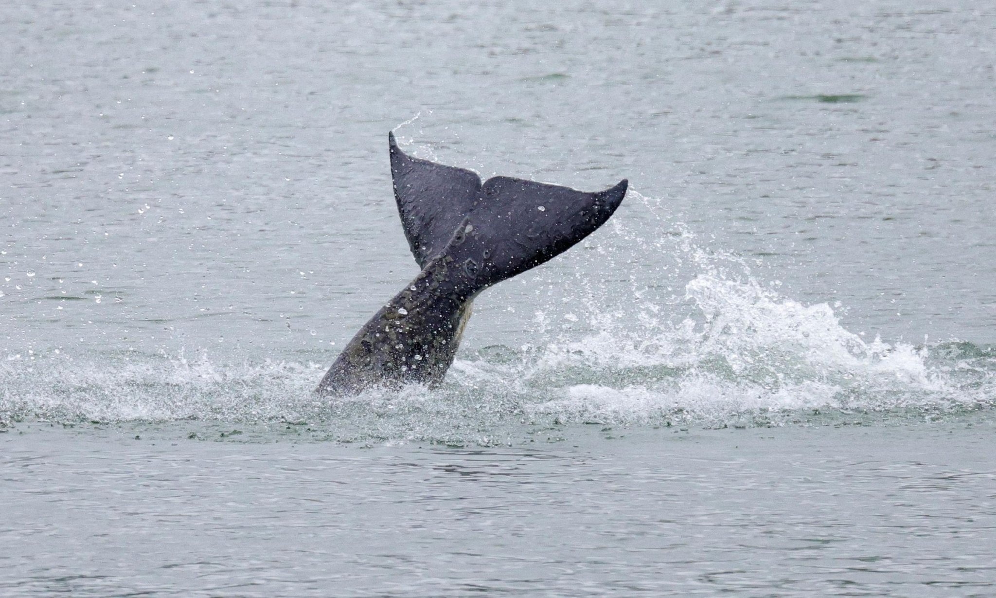 Phap tro tu ca voi sat thu di lac tren song Seine hinh anh