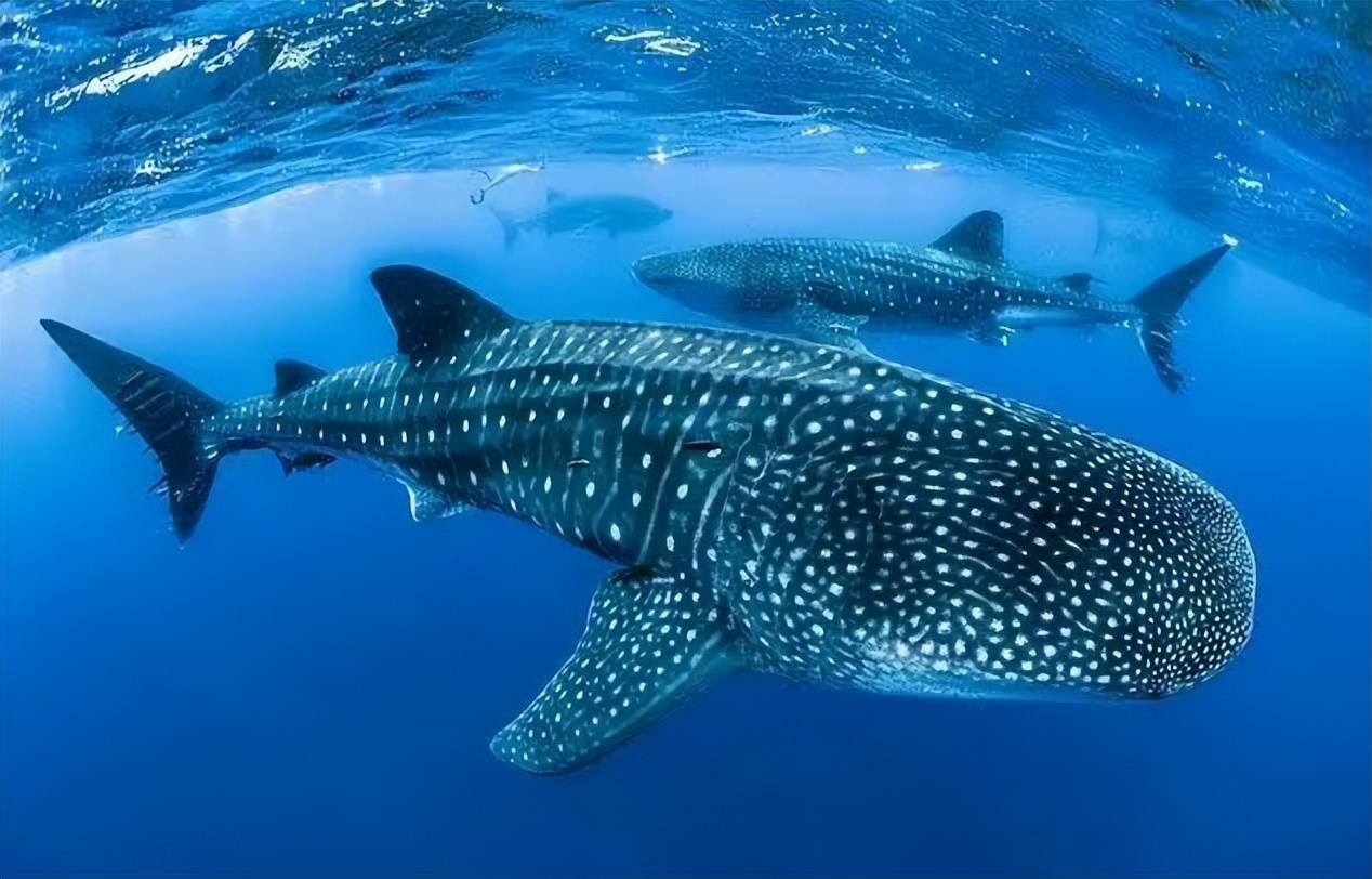 Phat hien moi ve loai ca lon nhat dai duong hinh anh