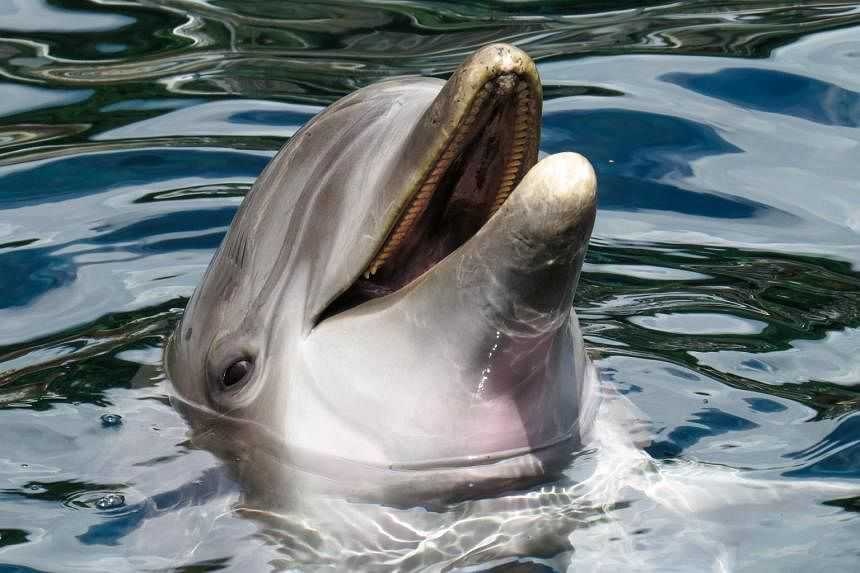 Nhat Ban canh bao ca heo can nguoi hinh anh