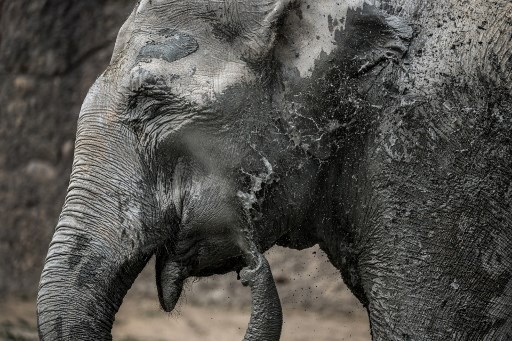 Virus nguy hiem khien nhieu voi chet bat thuong o so thu Thuy Si hinh anh