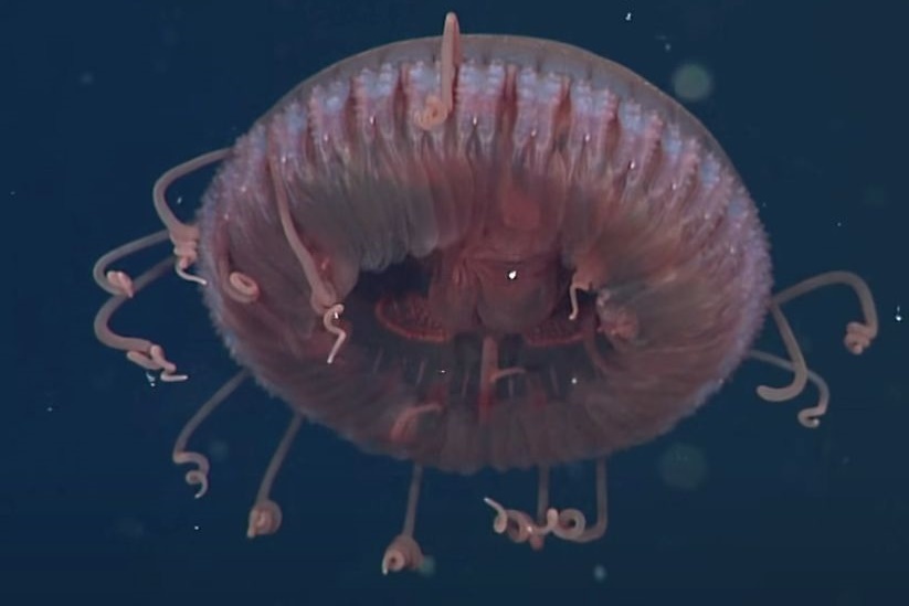 Phat hien con sua khac thuong, co the la loai moi hinh anh