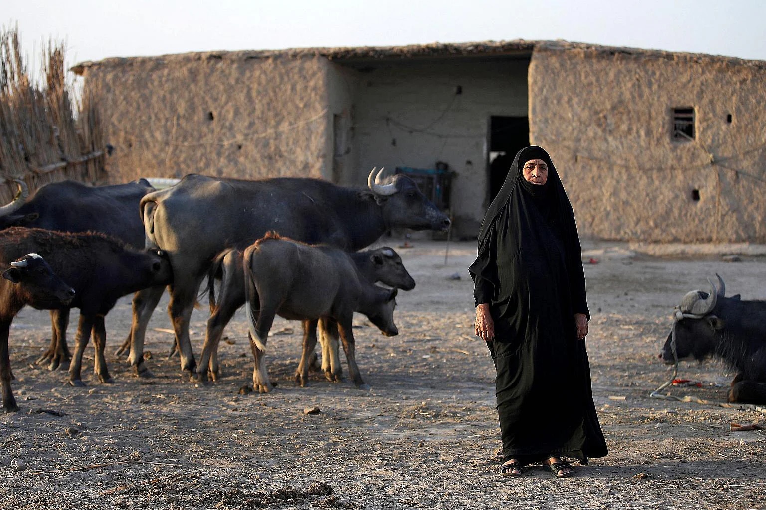 vuon dia dang o Iraq anh 3