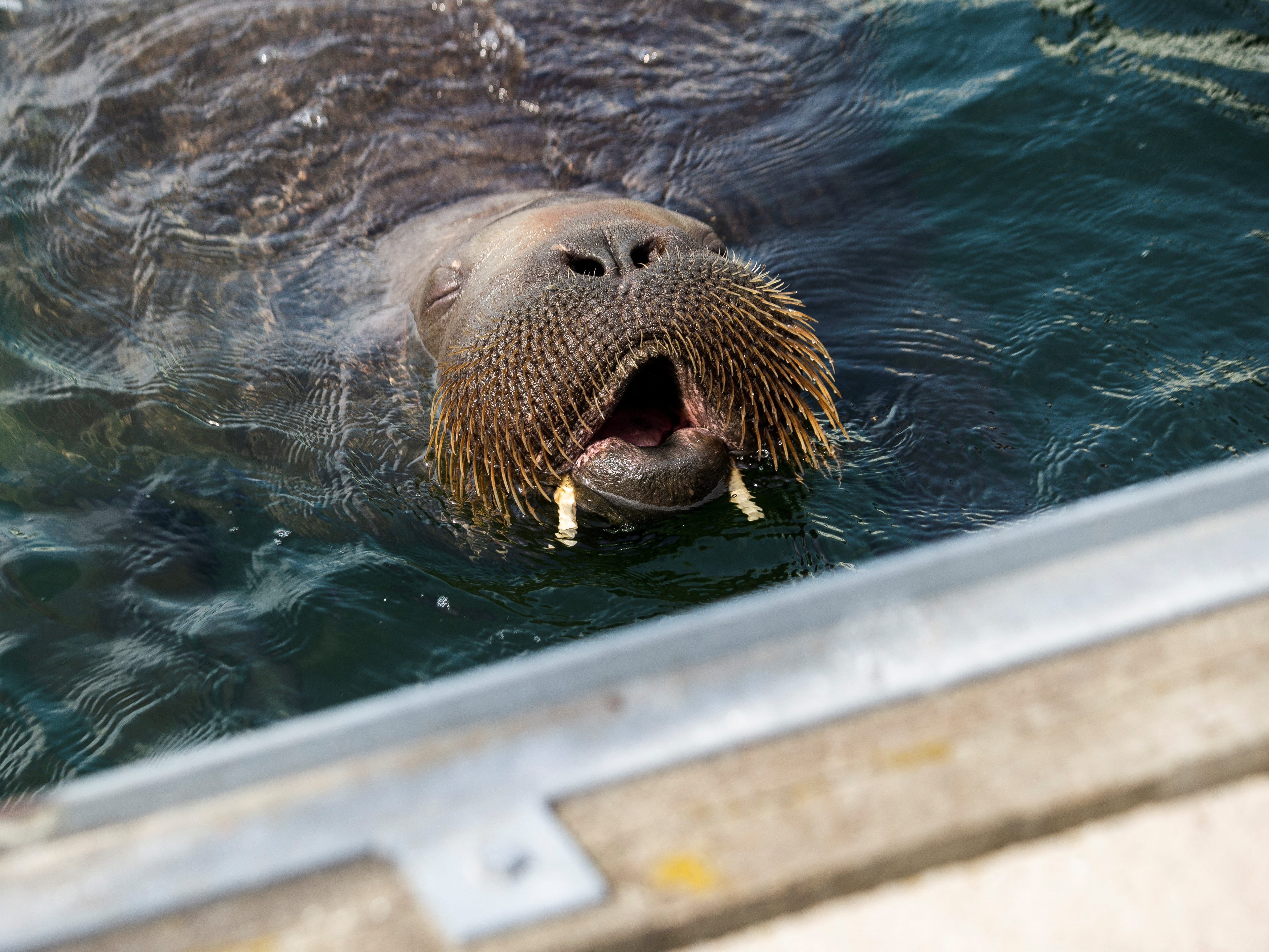 an tu hai ma Freya anh 1