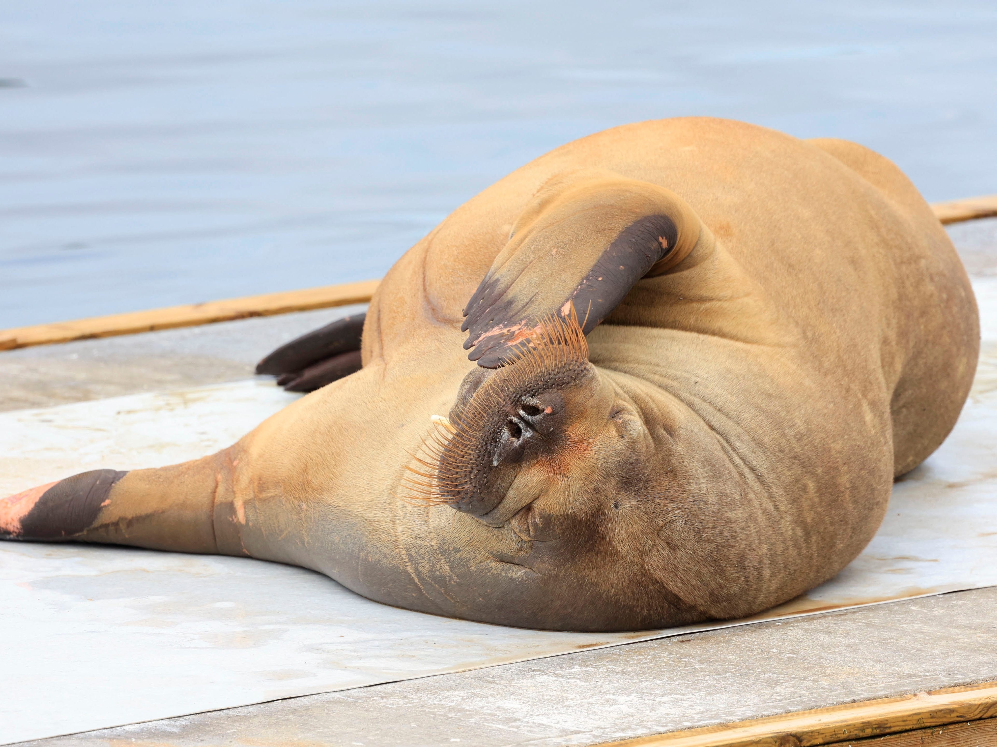 Hai ma Freya bi an tu gap rut du chang lam hai ai hinh anh