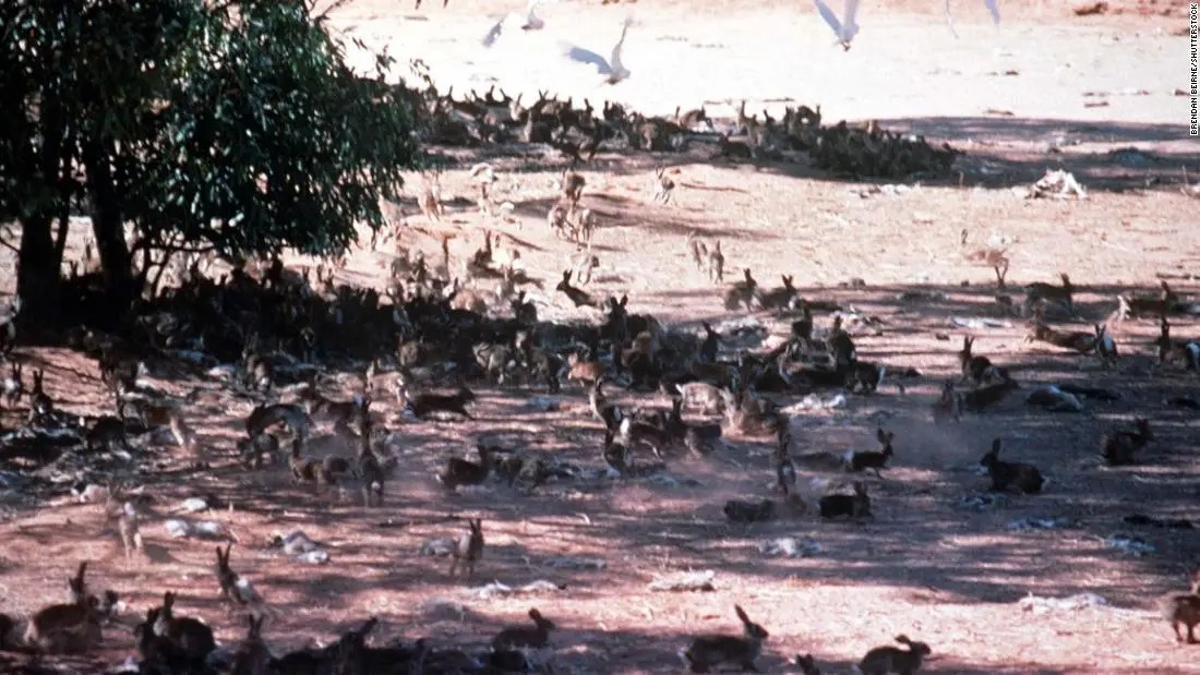 24 con tho huy hoai nen kinh te Australia hinh anh