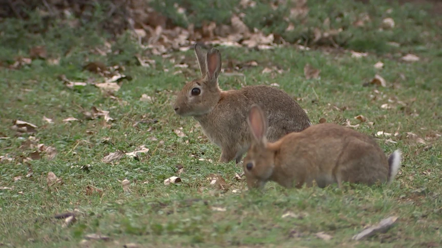 tham hoa tho o Australia anh 2