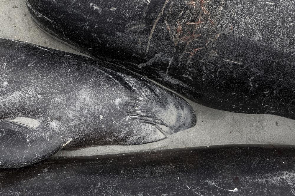 ca voi mac can anh 2