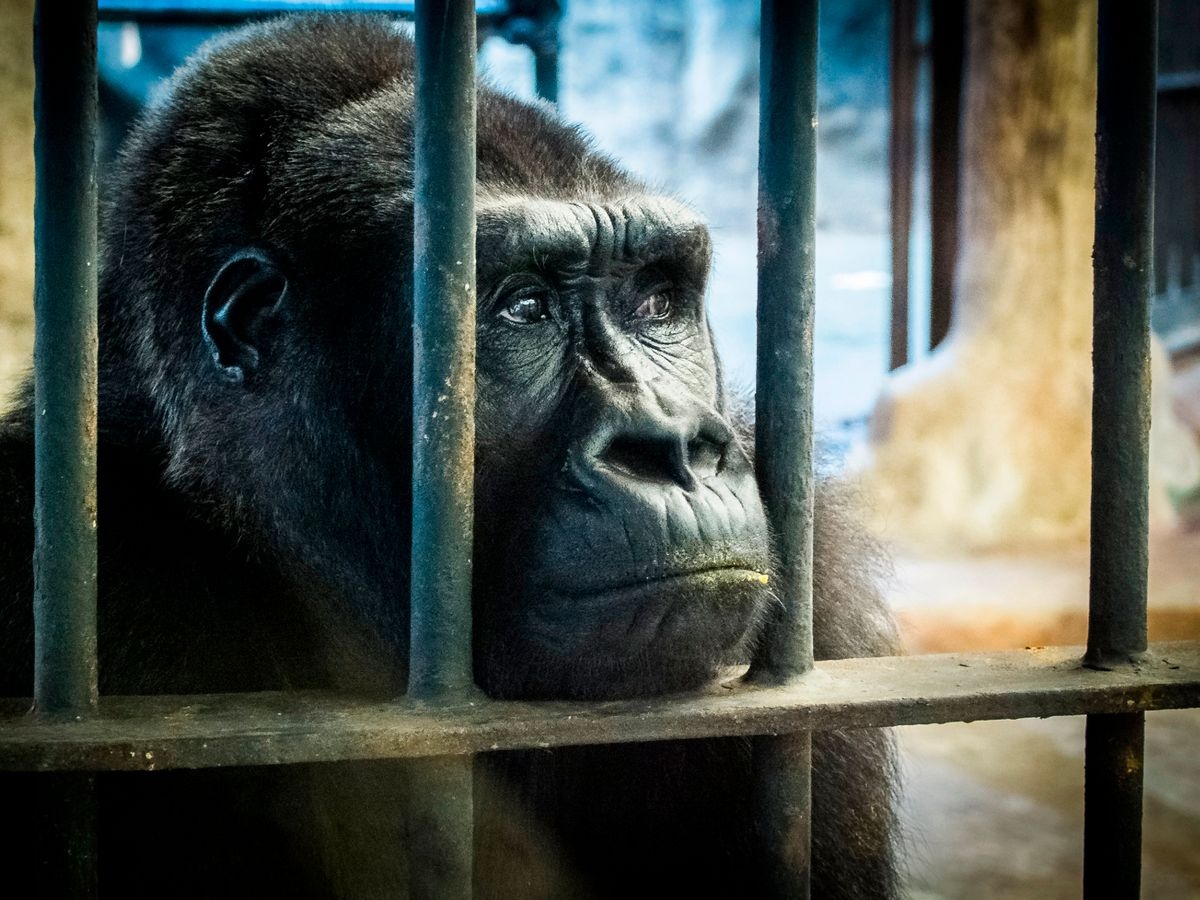 Cuoc chien giai cuu khi dot co don nhat Thai Lan hinh anh