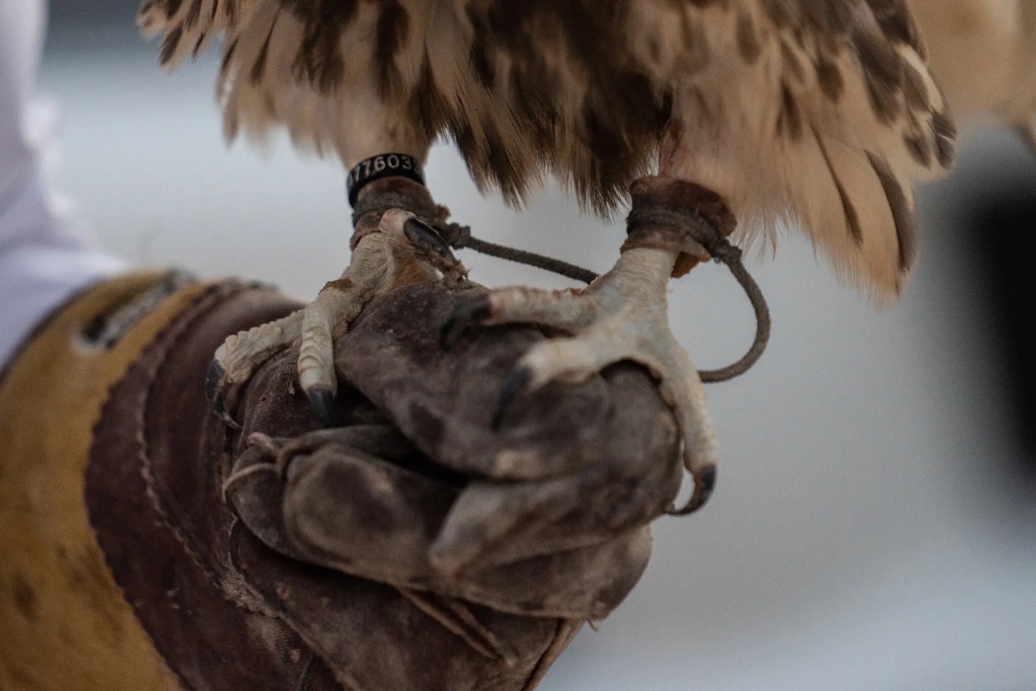 Qatar nuoi chim ung anh 4