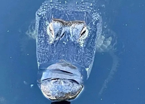 Ca sau bi quan bang dinh kin mieng suot 2 thang o My hinh anh