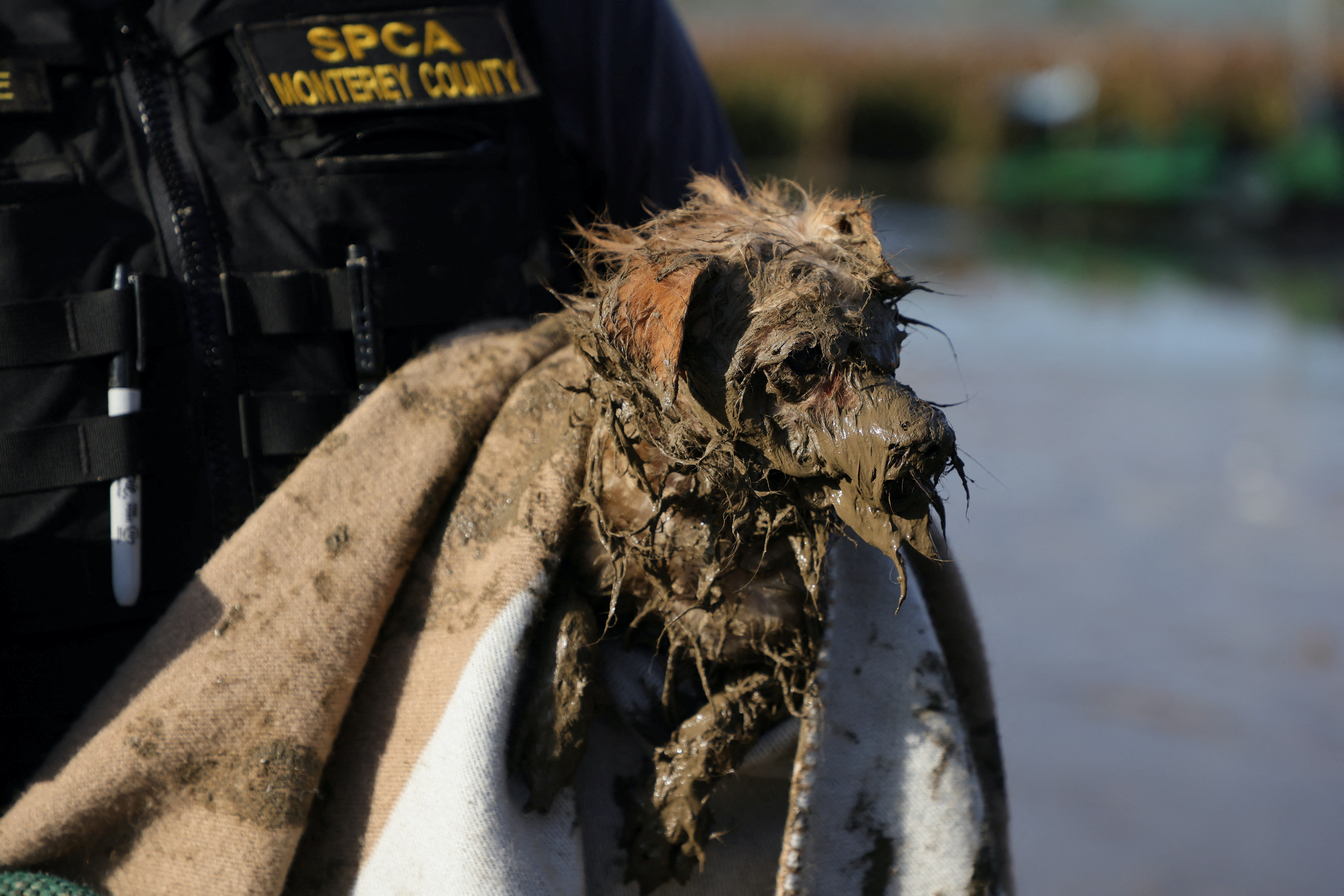 california vo de anh 3