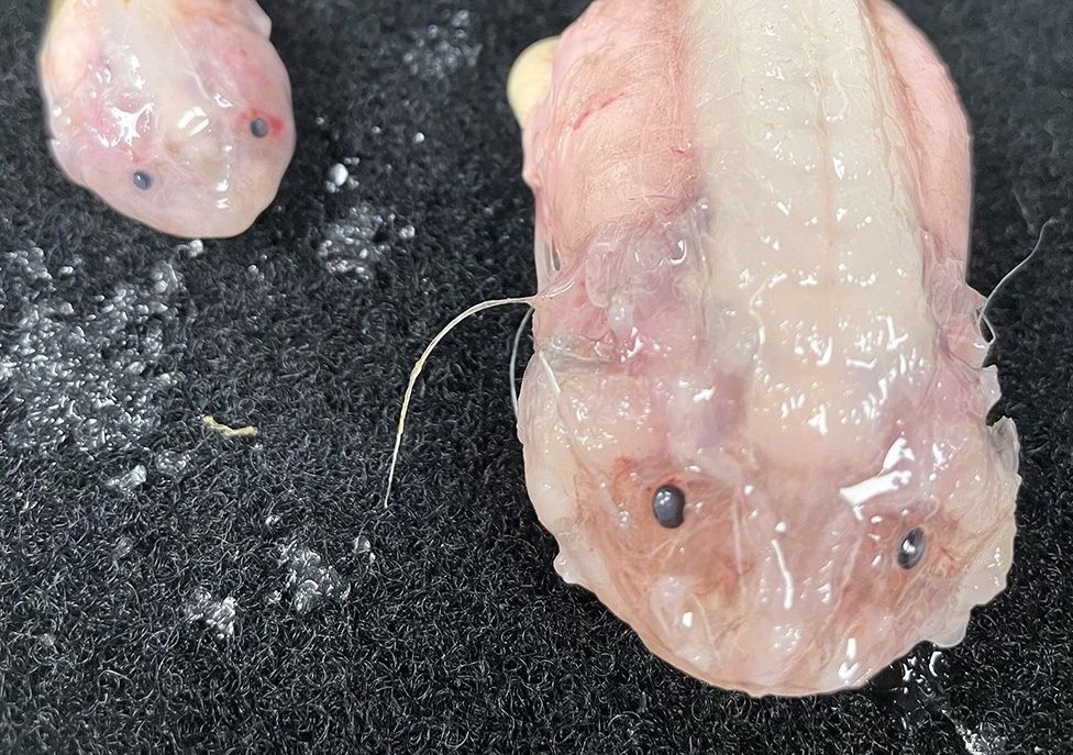 Phat hien loai ca o noi sau nhat, tuong duong bi 1.600 con voi de len hinh anh