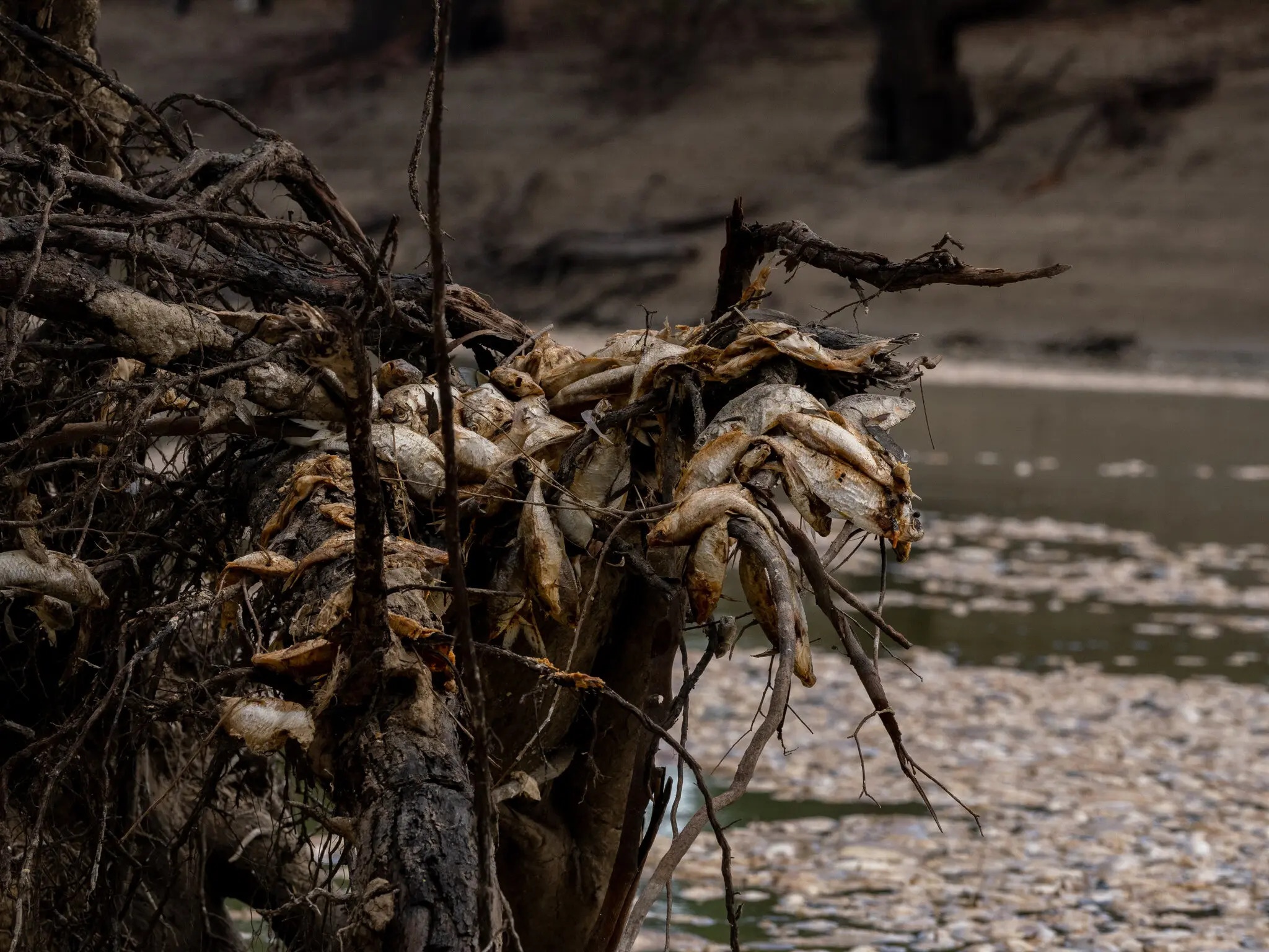 ca chet hang loat anh 4