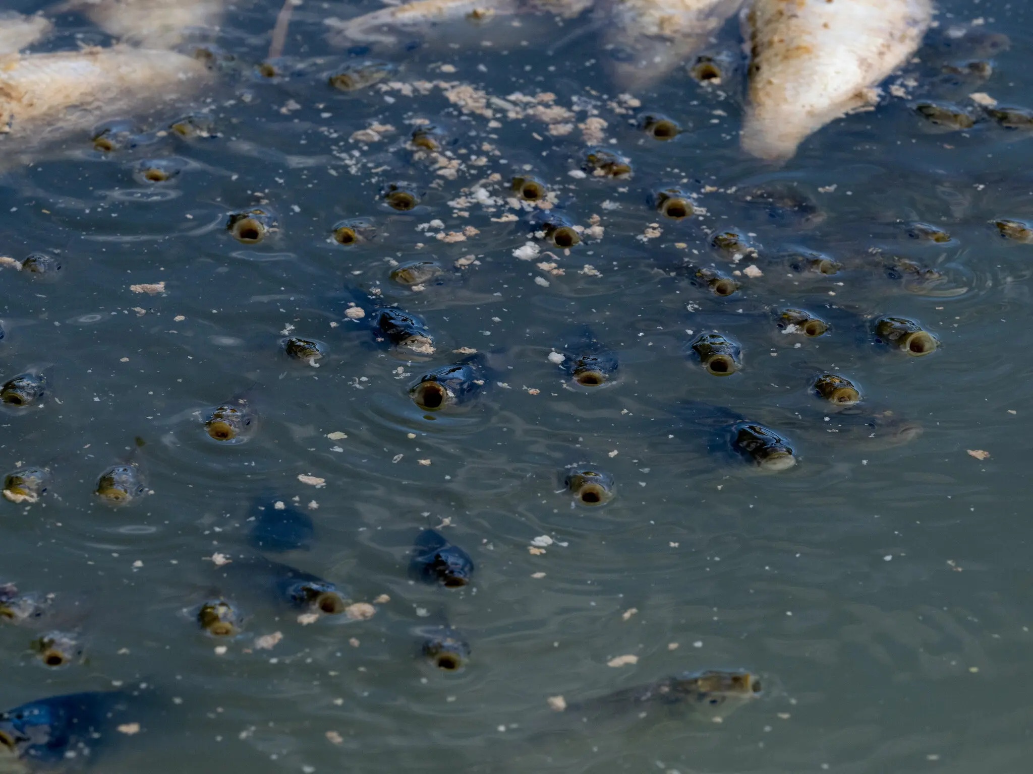 ca chet hang loat anh 3