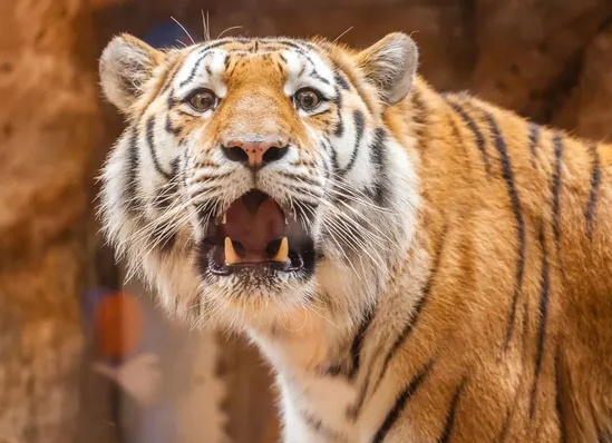 Ho song chuong sau loc xoay chet nguoi o My hinh anh