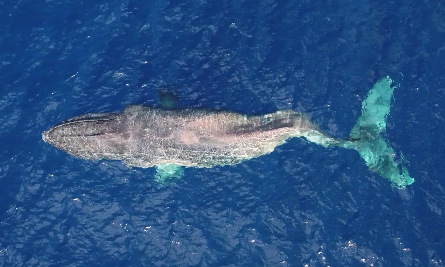 Hang nghin con ca voi bi tau bien dam chet hinh anh