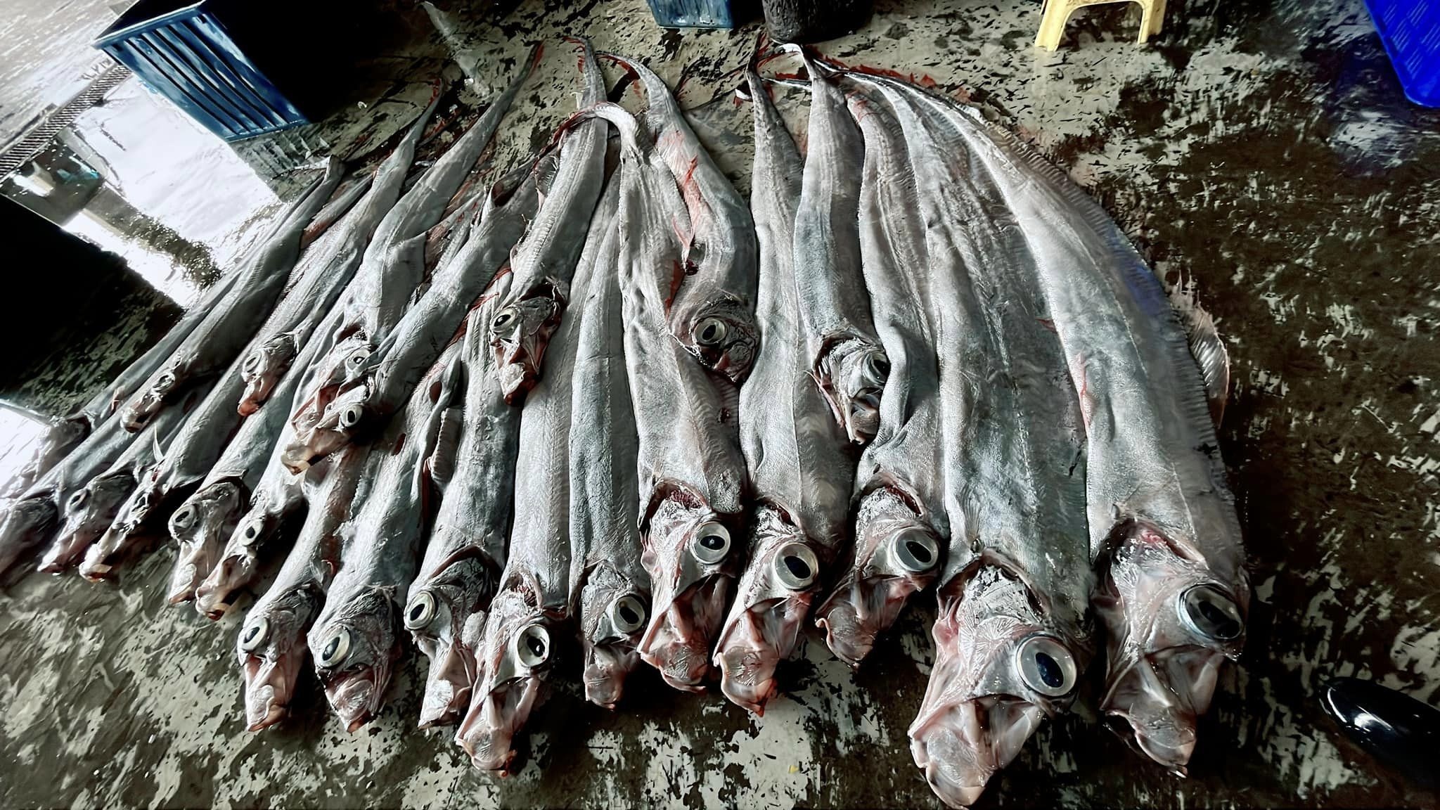 Ngu dan cau duoc ca mai cheo, nhieu nguoi lo so diem bao xau hinh anh