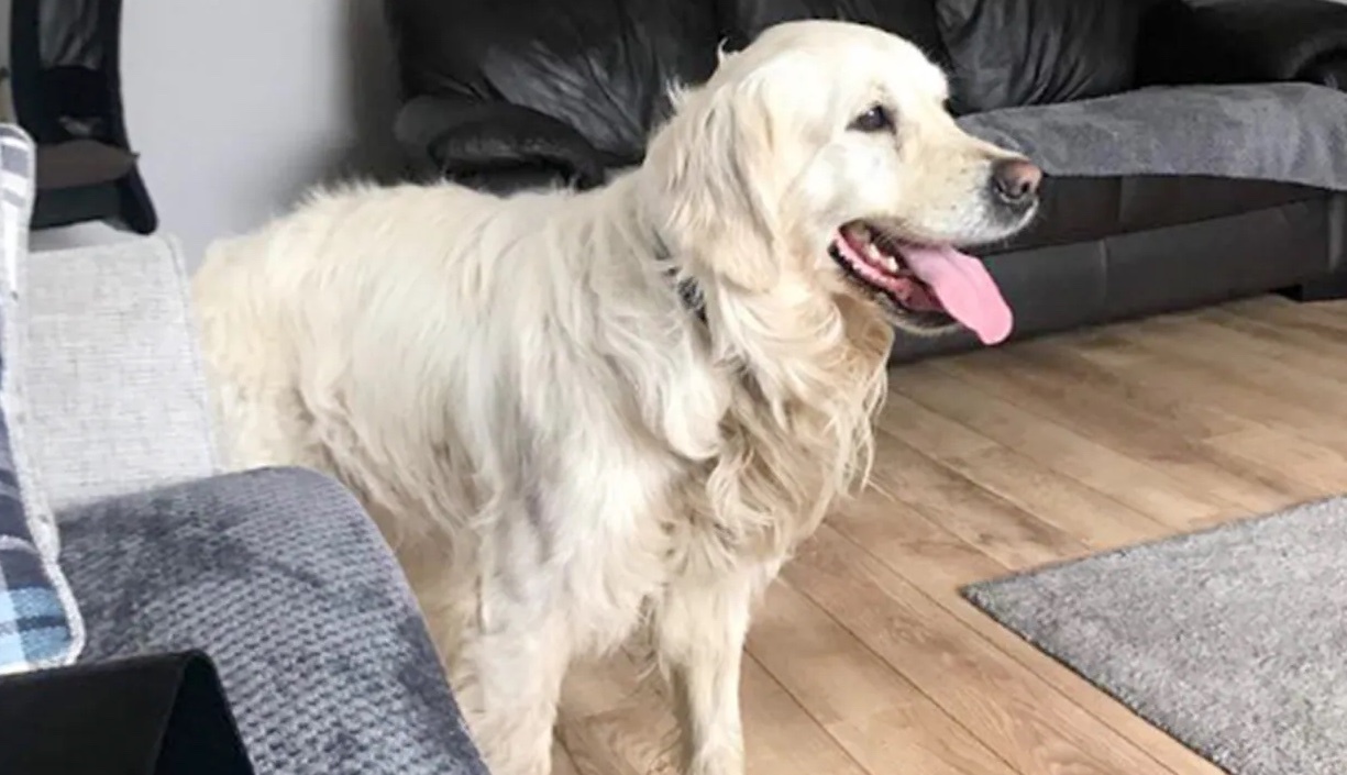 Chu cho di hon 64 km de tro lai nha chu cu hinh anh