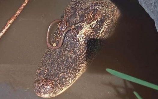 Con ca sau voi thanh kim loai xuyen qua mat bi an tu hinh anh