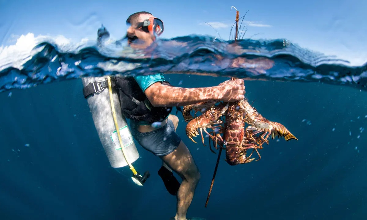 Tan tat, mat mang vi nhung con tom hum bien sau hinh anh