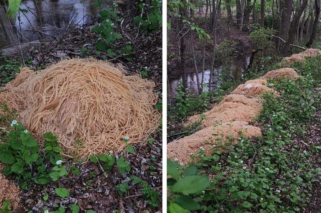 thuc an bi do di anh 1