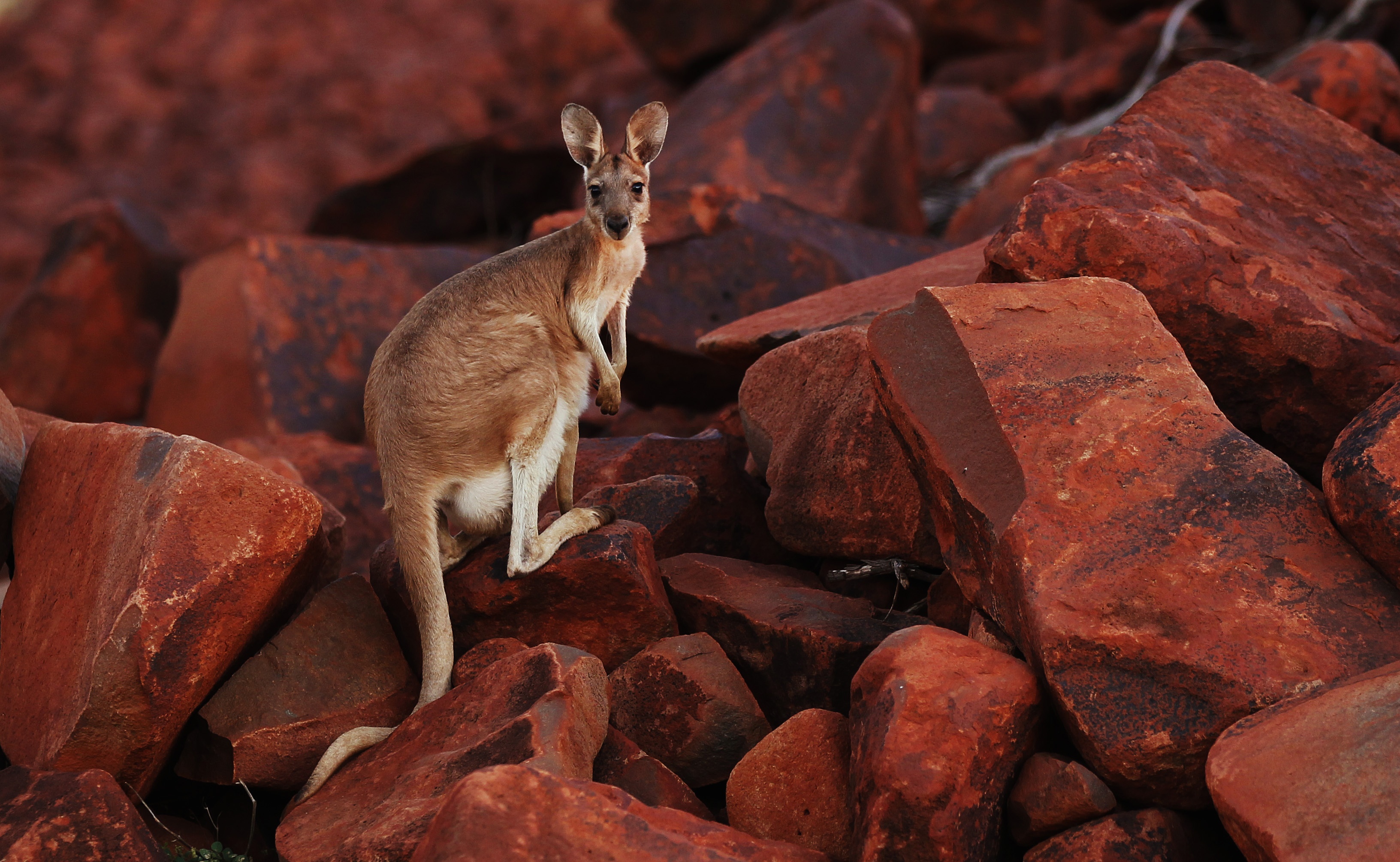 săn bắn kangaroo ảnh 2 san ban kangaroo anh 2