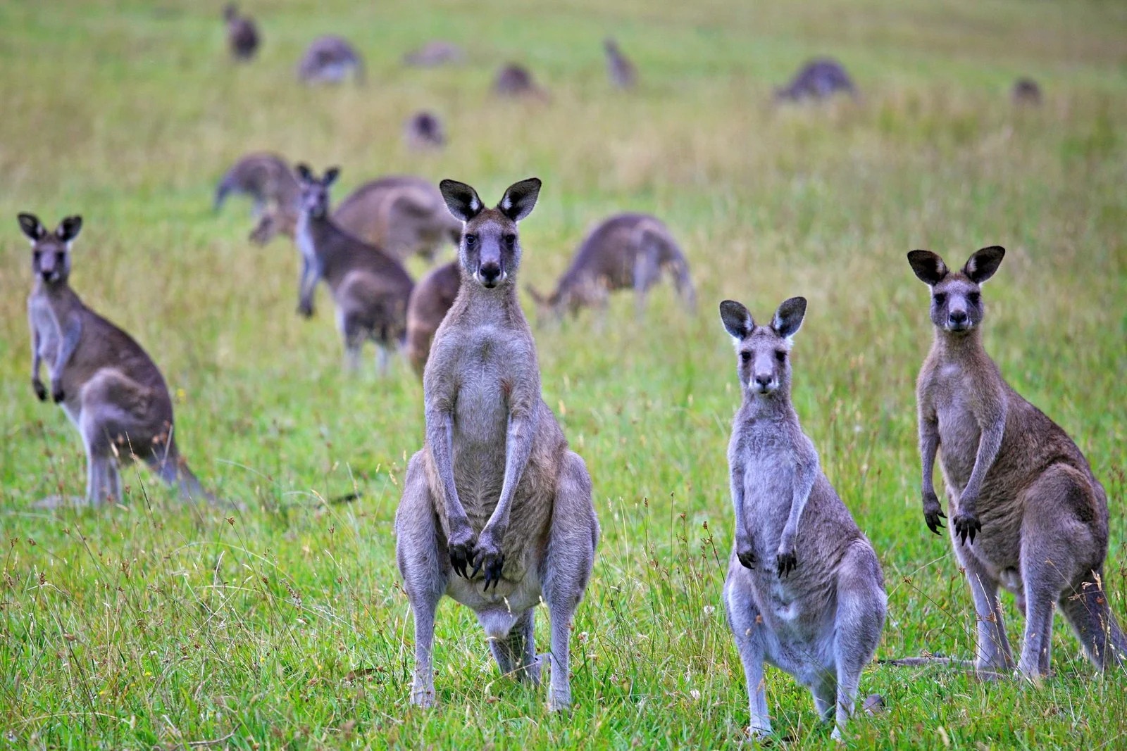 săn bắn kangaroo ảnh 4 san ban kangaroo anh 4