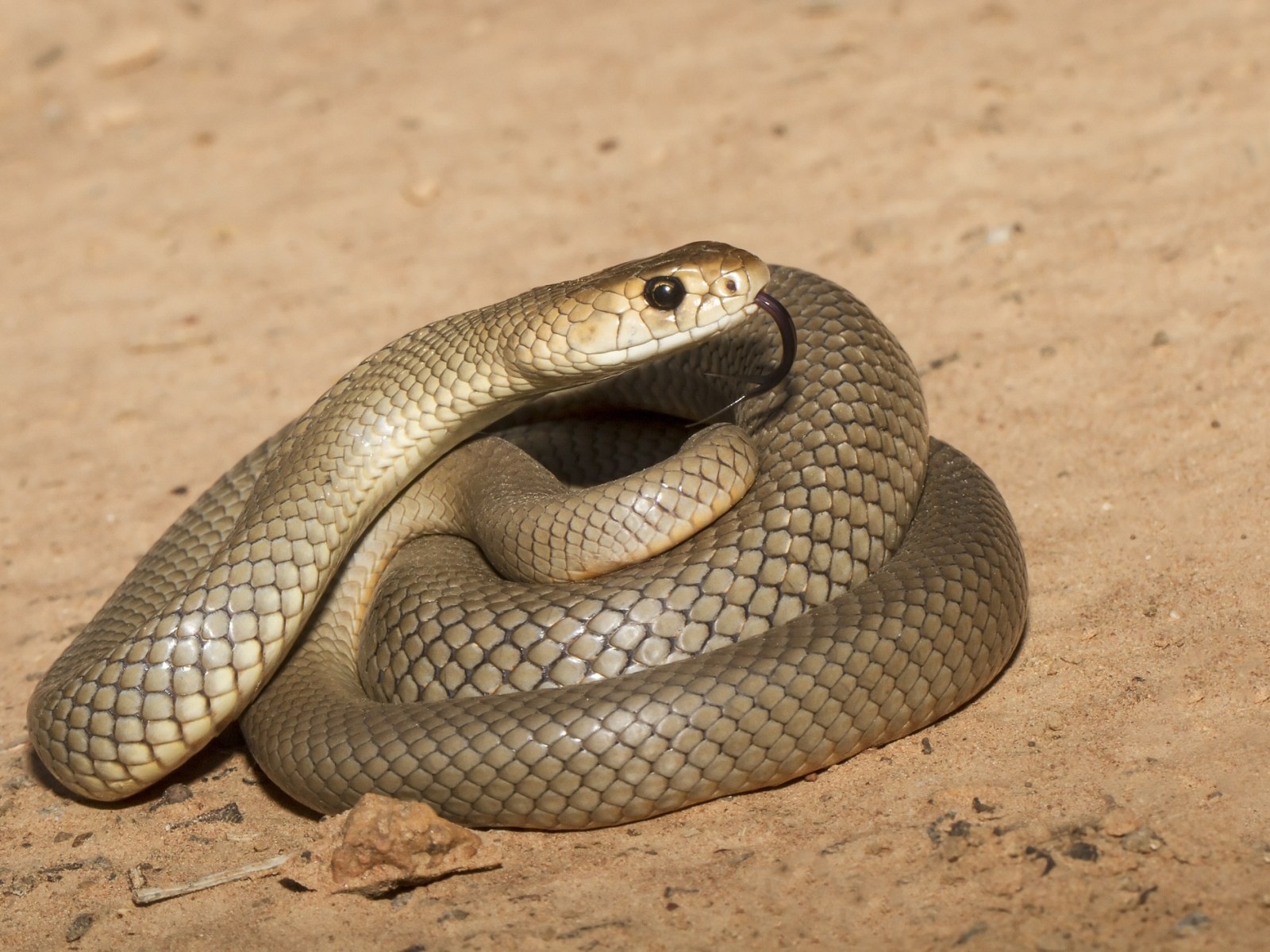 Tay khong bat ran doc duoi gam nha o Australia hinh anh