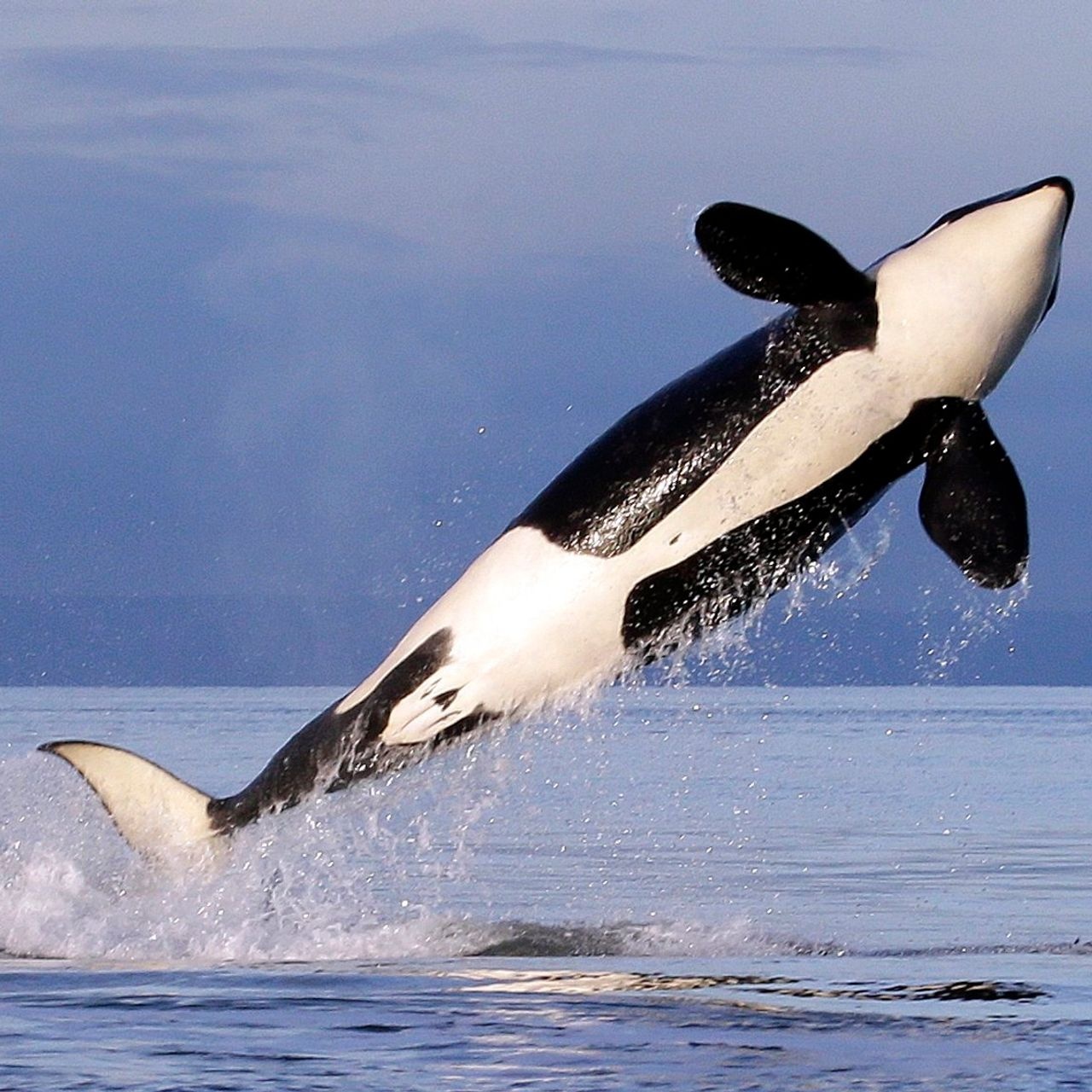 ca voi tan cong anh 2