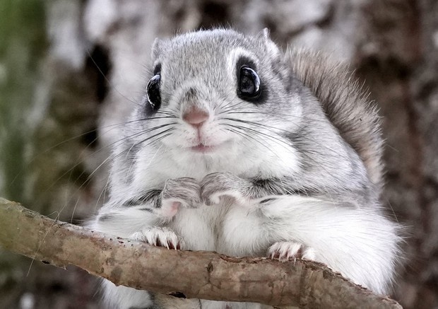 Vuon thu o Tokyo vo tinh ha doc 31 con soc quy hinh anh