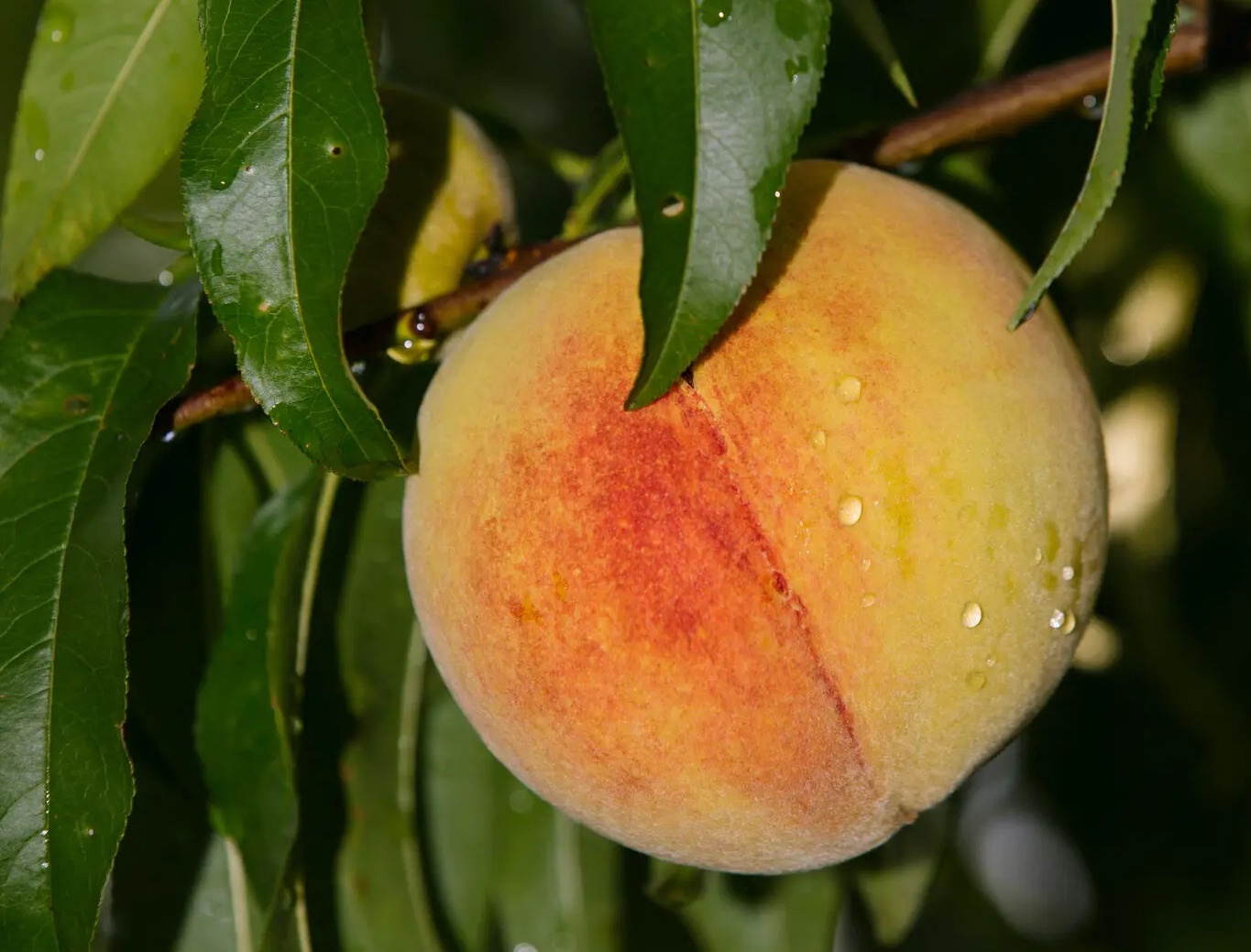 O noi viec an dao duoc xem nhu 'quyen bam sinh' hinh anh