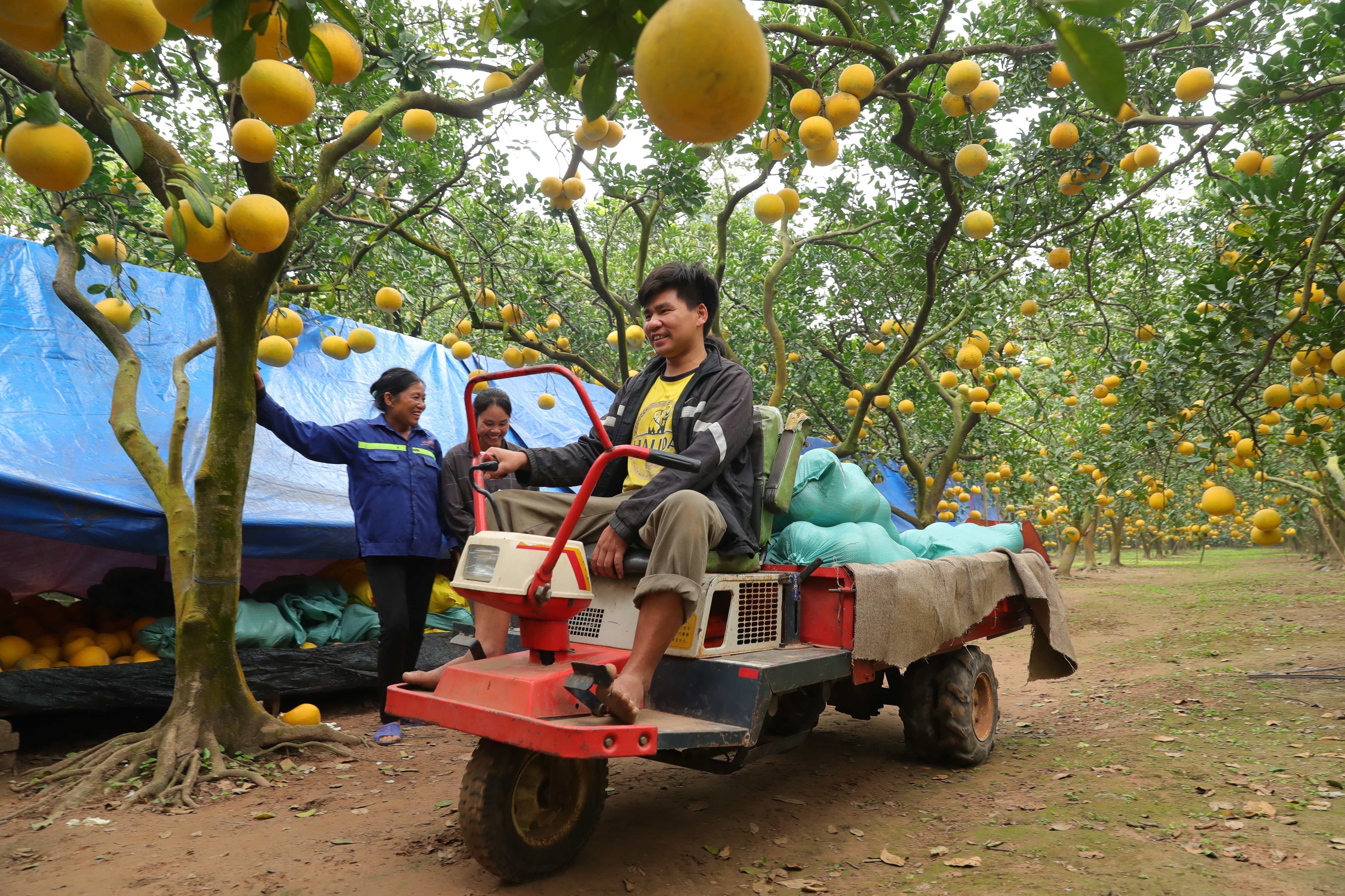 bưởi Diễn ảnh 5 buoi Dien anh 5