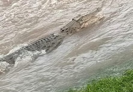 Ca sau xuat hien bat thuong khi lu lut tan cong Australia hinh anh