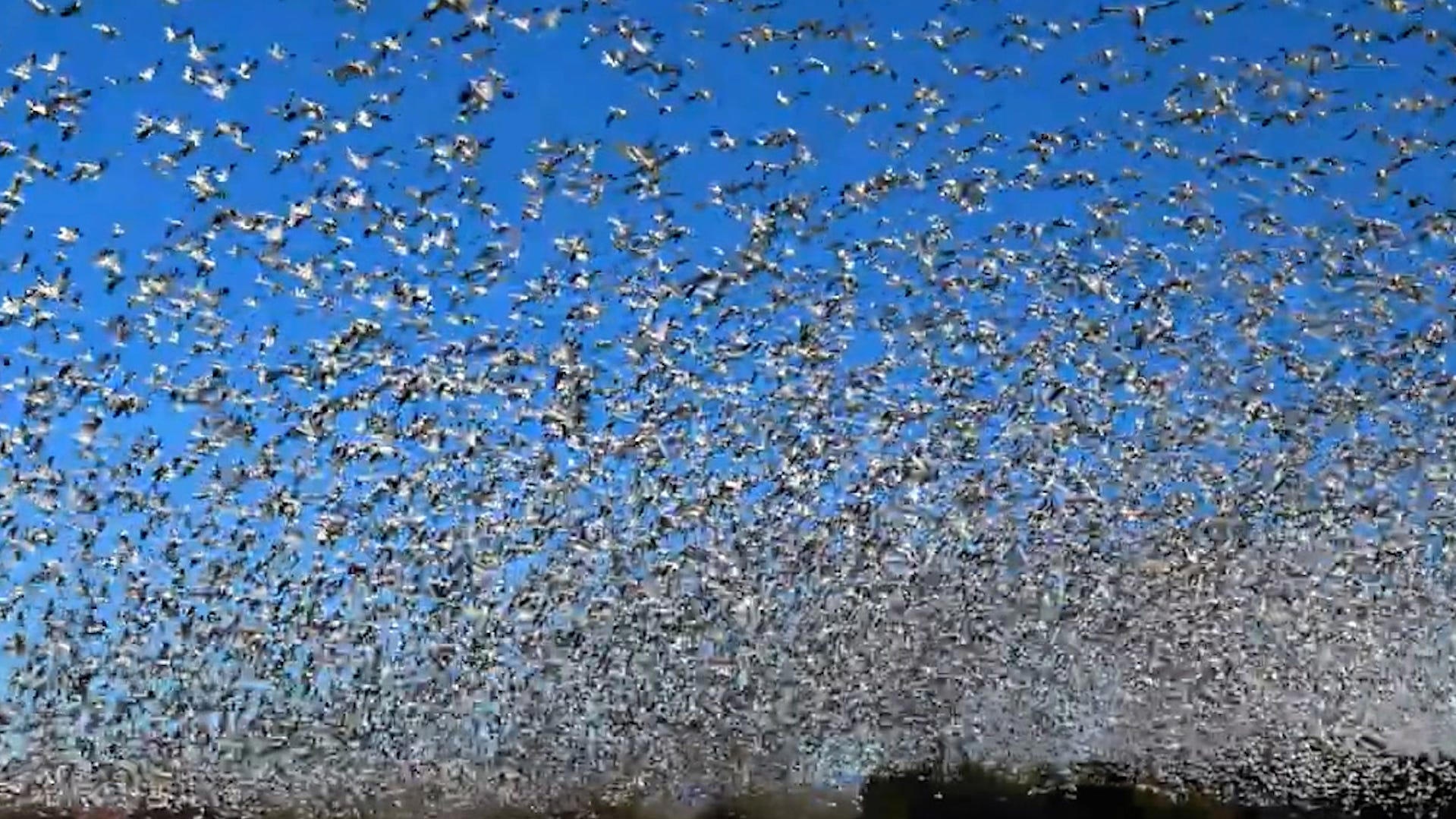 Choang ngop canh hang nghin con ngong bay phu kin bau troi hinh anh