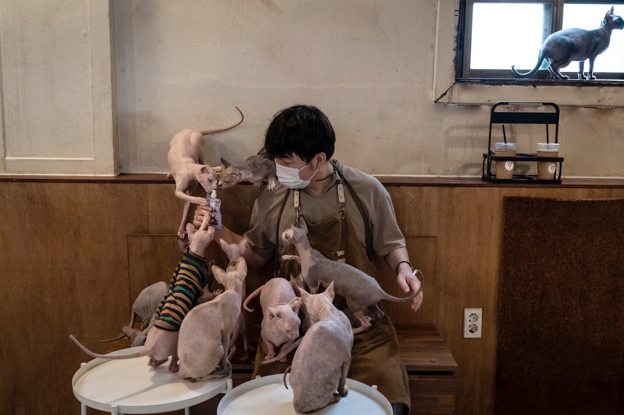 ca phe thu cung anh 3